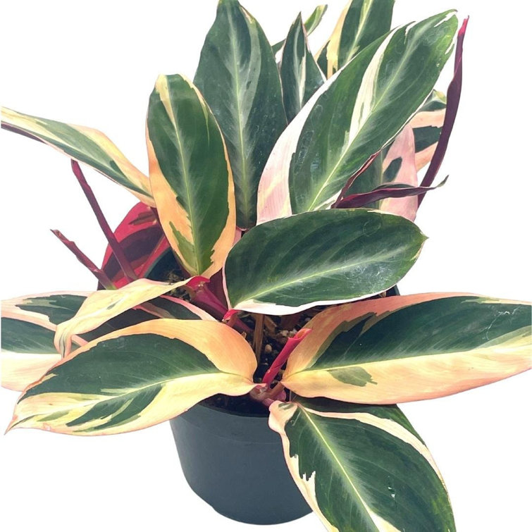 Florida House Plants Live Stromanthe Low Maintenance Plant in Pot Wayfair